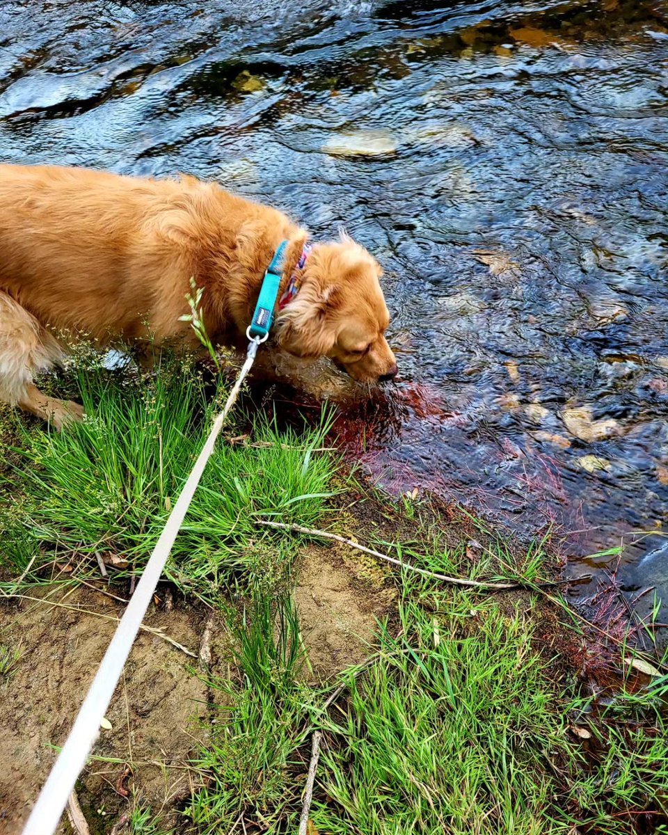 catcrazyknitter's tweet image. After a 5 mile walk on the trail, we had to make a stop at the creek of course!

#lifeisgolden #derpydog #mickelsontrail #FridayVibes #esa #GoldenRetriever