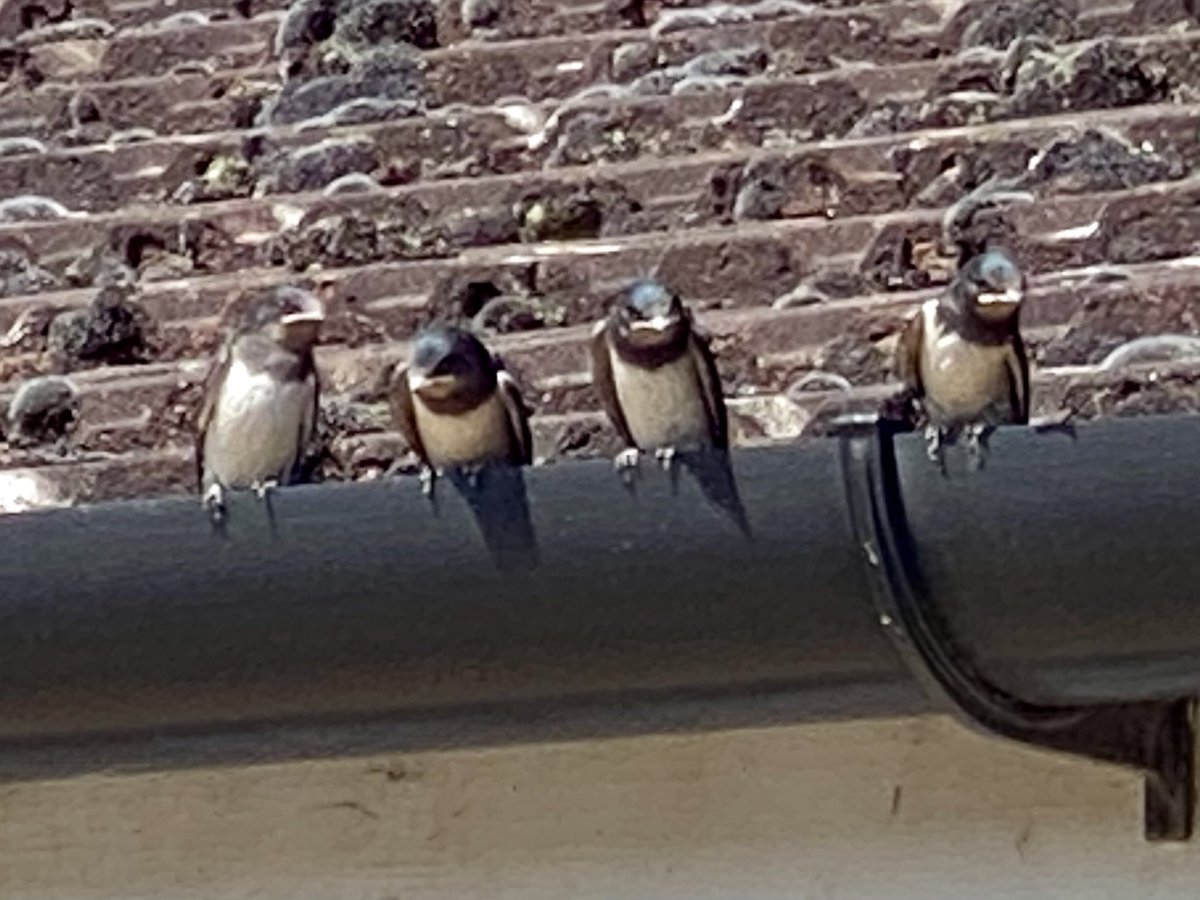 James Morgan tweet media