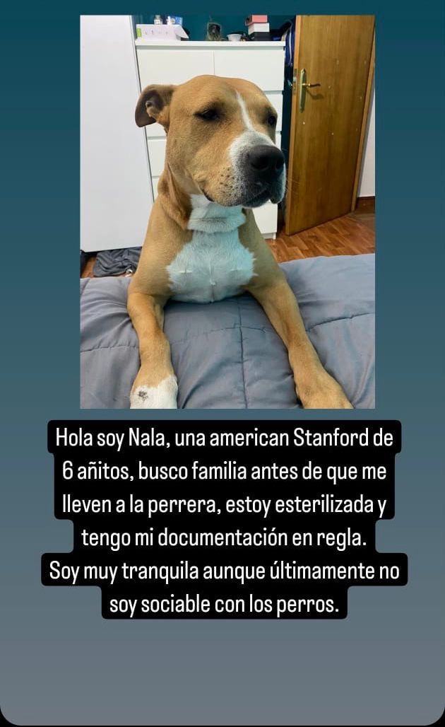 Jenny_pitu's tweet photo. Después de mucho tiempo aquí vengo a sacar a una perrita de la calle @beadifusiones @siviaromera1 @huelladejaen @UnidosApoyoPPP https://t.co/BPIHbp3D30