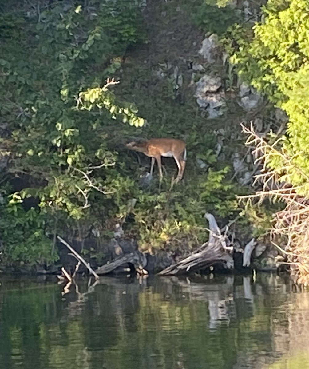 stephane cousineau tweet media