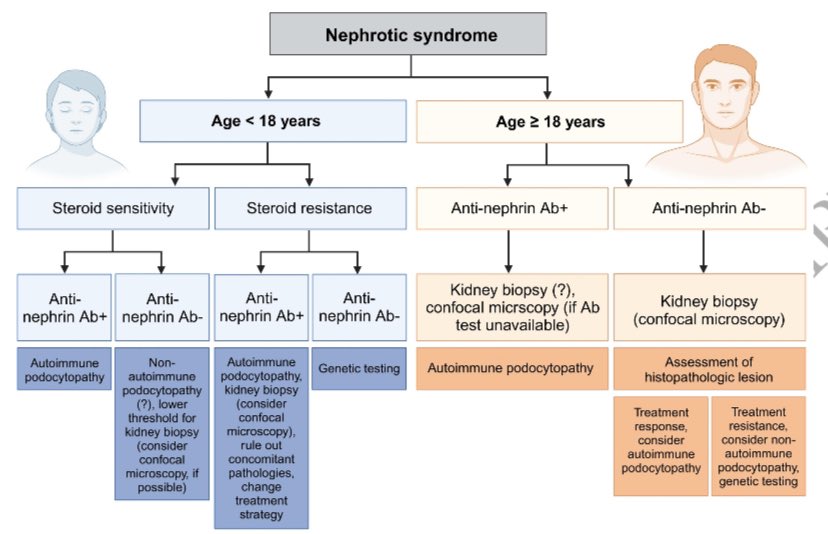 Podocitopatias mediadas por anticuerpos🧬🫘

▪️Anti-nefrina ➡️ E. Cambios mínimos y FSGS
▪️Nefrotico 1o
▪️Niveles >231 U/ml ➕
▪️¿Estudio GEN🧬? 
▪️⬆️en FSGS post-trasplante ➡️dar rituximab

IWG 2024

academic.oup.com/ndt/advance-ar…