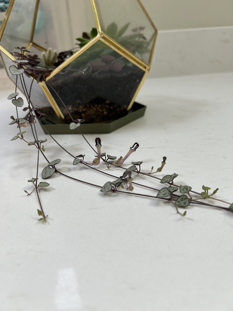 The leafy plant in my terrarium has some weird flowers. One of the many strange things happening today