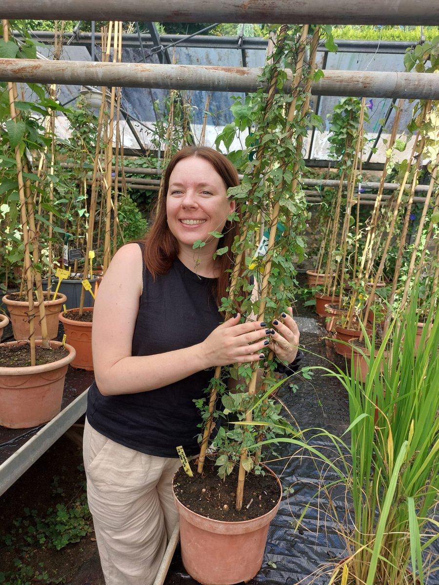 After many years… our collaborative proposal to change the type species of Ipomoea has been approved! Everyone welcome Ipomoea triloba, the new type species! Stay tuned for more exciting taxonomic work in morning glories!