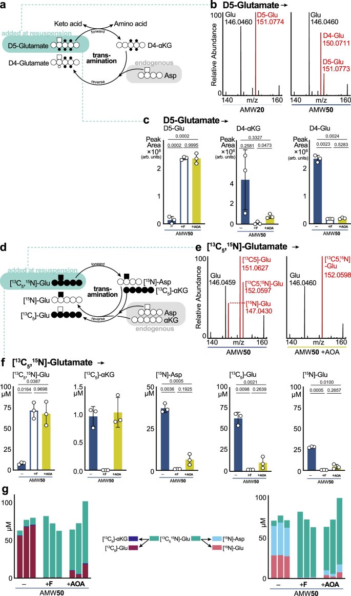 NatureComms's tweet photo. Researchers @VAInstitute uncover a vast landscape of >1,000 proteins in metabolite extracts. These proteins can retain catalytic activity and drive postextraction metabolite changes, obscuring biological interpretation.

https://t.co/QJI7znnaLO https://t.co/T7TDOuJKgd