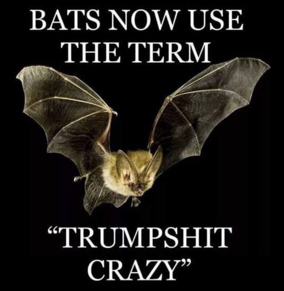 3SidecarsPlz's tweet photo. @JoJoFromJerz Donald Trump: “The ears are the bloodiest part. If something happens with the ears, they bleed more than any other part of the body, for whatever reason. The doctors told me that and I said, 'Why is there so much blood?' They said it's the ears, they bleed more.”
#TrumpShitCrazy https://t.co/kfYm8GNFU5