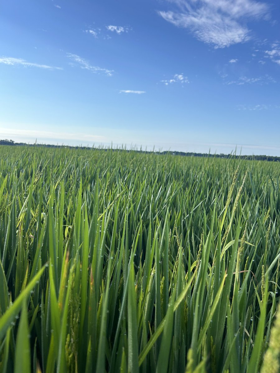ARPT Row Rice and Flooded Rice heading notes this morning. <a href="/Arkansas_Rice/">AR Rice Extension</a>