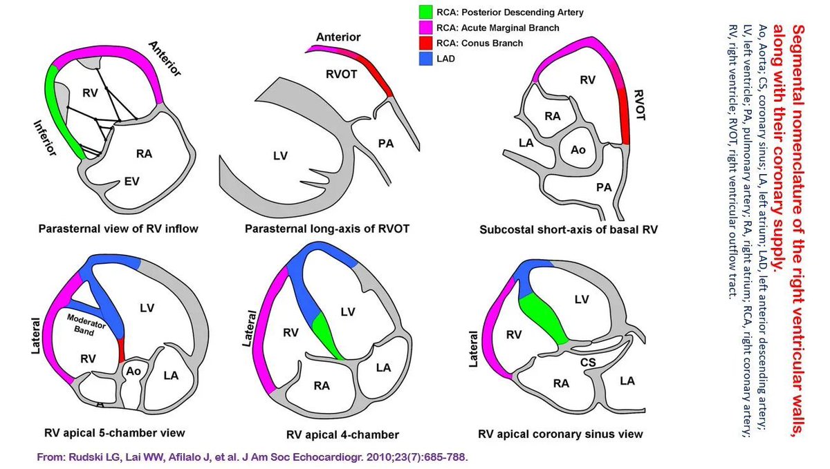 NephroP tweet picture