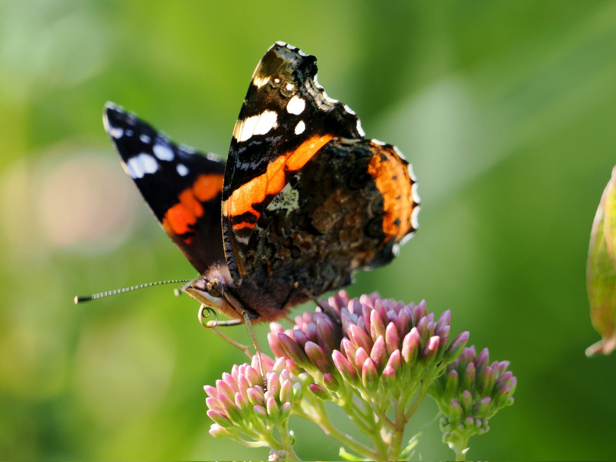 Paul1Mayhew's tweet photo. Four from this mornings early walk. #TedElliswheatfen #Surlingham https://t.co/9kd7vKZ1eP