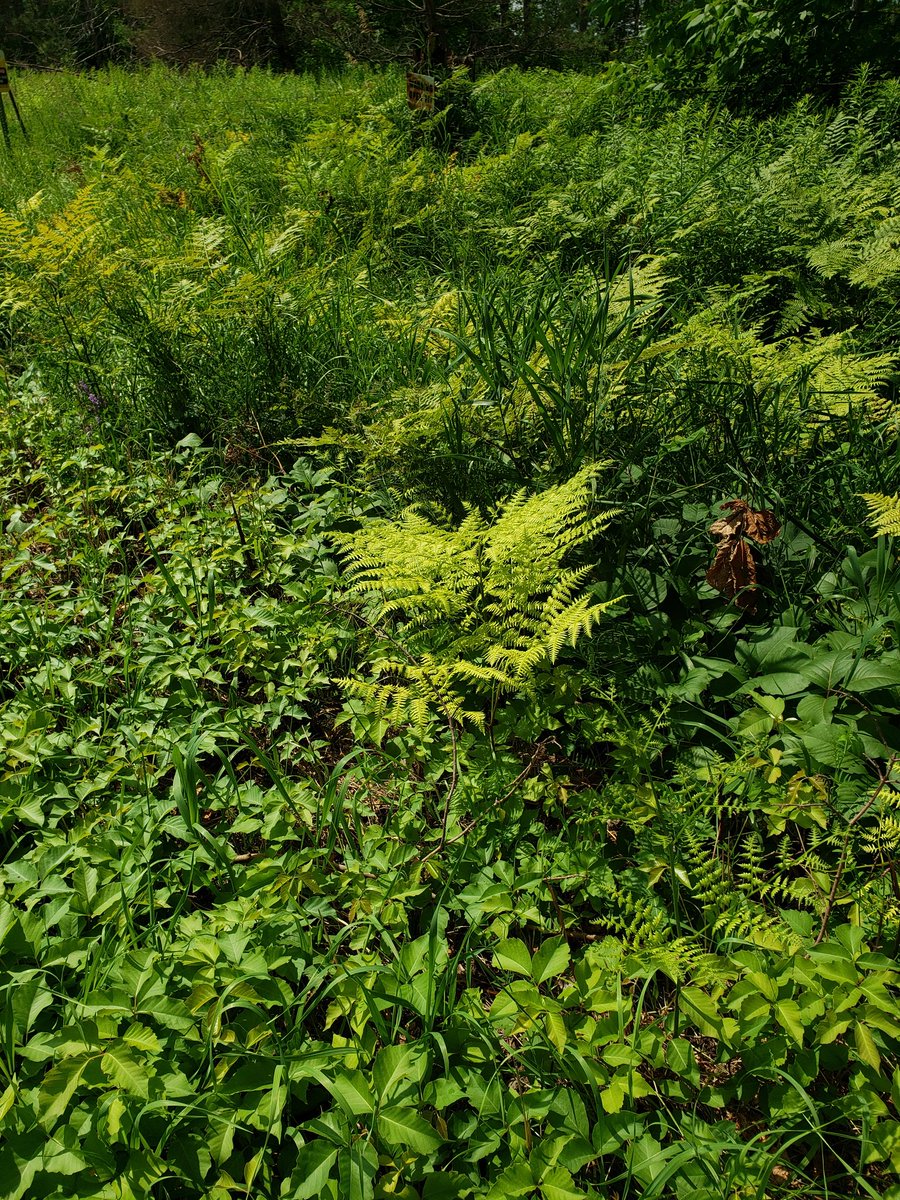 anonymouscaper's tweet photo. A pop of green ferns on ur Friday , happy weekend friends
Do you kniw any names thst have "Fern" in them? #fernsonfriday #fernfam #forestbathing #FridayQuiz #fernando #ferne #fernandez #fernalicious πΏπΏπΏπΏπΏππππΏπΏπΏπΏπΏ https://t.co/10OMhPWnmE