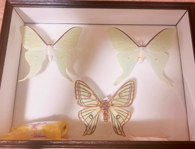 注意 虫注意 苦手な方気をつけて!! イザベラミズアオやってきたので自慢しますね そして前いたアオスジアゲハは別の箱に移しました あと現在展翅中のウンモンスズメです。翅の先かけてしまったけど綺麗に展翅できたかな…おゆまるのトラウマの源の子なので精一杯綺麗にしたい←