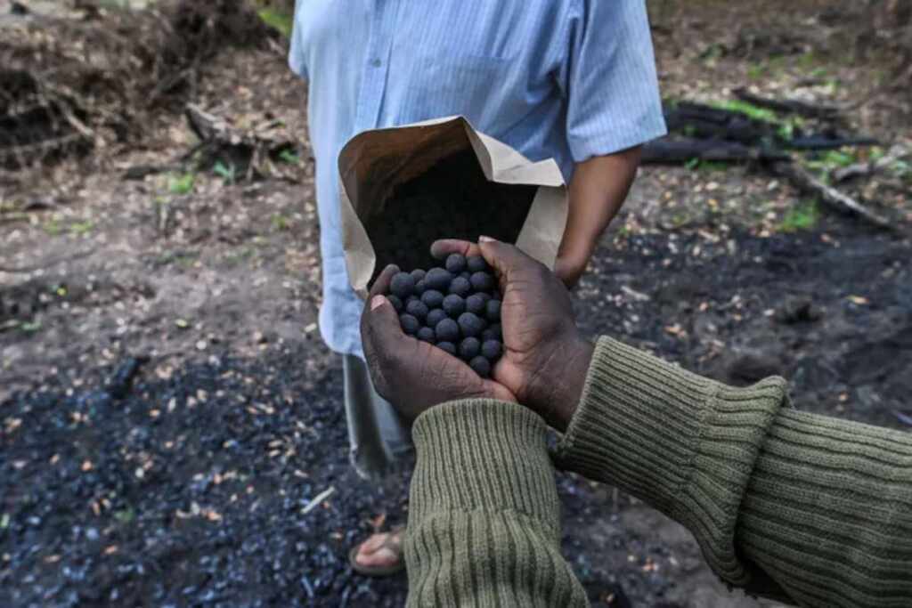 greenMe_it's tweet photo. “Bombe di semi” per fermare la deforestazione in Kenya (e sta funzionando!) https://t.co/QmG2YoyABv https://t.co/eXRCCLKD59