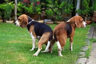 HappyAndrew17's tweet photo. But why do dogs lick or tie during the mating https://t.co/aD2Eiblvoo