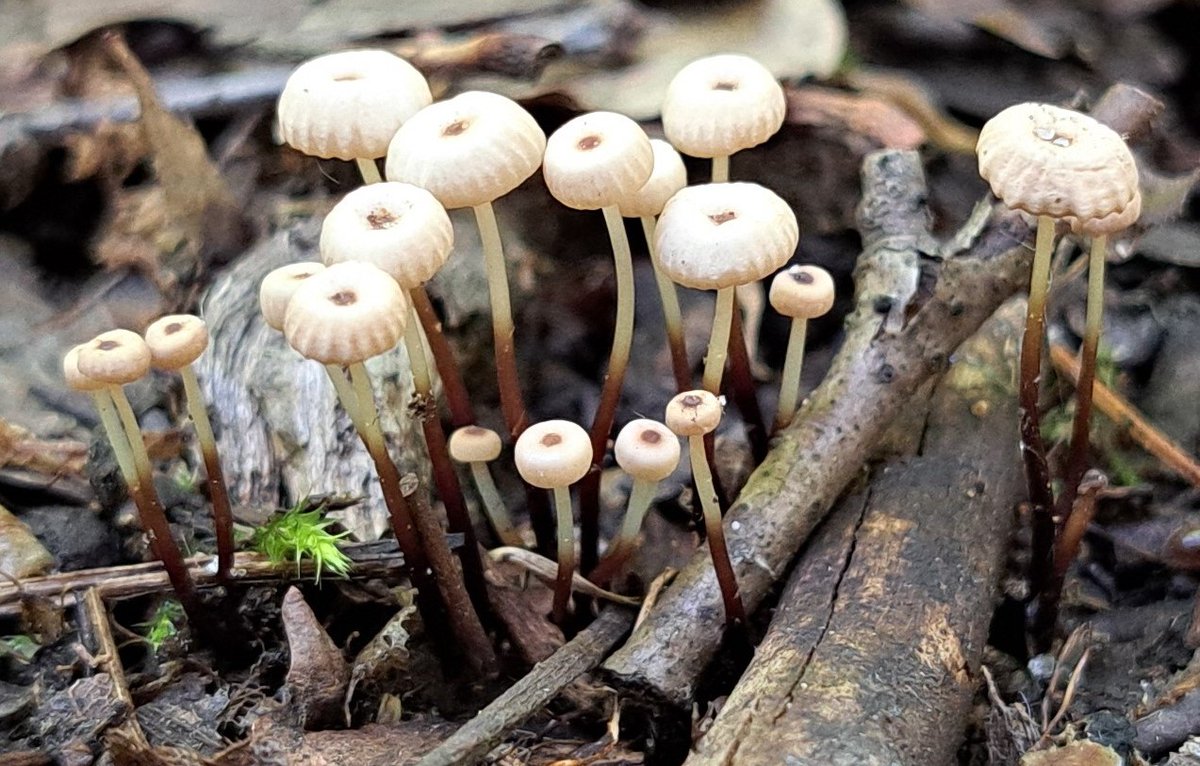 UteSchmid's tweet photo. @RCederfjard Thank you I love sharing #mushroomphotography with you. These were snapped in our #simcoecountyforests, ON, Canada. #ResidentialTourist #Snowflakelady (#MartinsValleyTract) #mycologyhaul https://t.co/METnPyHNnt