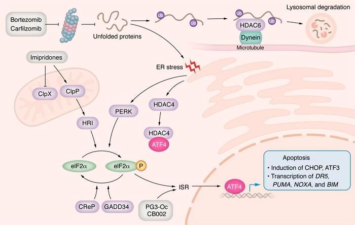jclinicalinvest's tweet photo. #Review by @tian_xiaobing @weldeiry and team @BrownMedicine discussing the latest advances in #anticancer #therapies targeting #apoptotic pathways: https://t.co/Oj4JlxTomz https://t.co/juAqvkoIWy