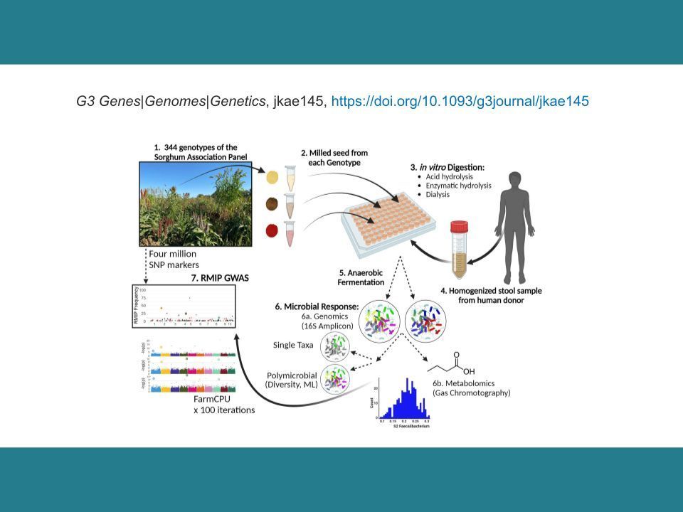Genetics Society of America (@geneticsgsa) on Twitter photo <a href="/NateKorth/">Nate Korth</a> applied a quantitative genetics approach to identify genetic factors that affect agronomic traits in #sorghum, a grain common in the diet of Africans and Asians, and showed how these traits can drive significant changes in human gut #microbiome: bit.ly/46a8tYi <a href="/NateKorth/">Nate Korth</a> applied a quantitative genetics approach to identify genetic factors that affect agronomic traits in #sorghum, a grain common in the diet of Africans and Asians, and showed how these traits can drive significant changes in human gut #microbiome: bit.ly/46a8tYi