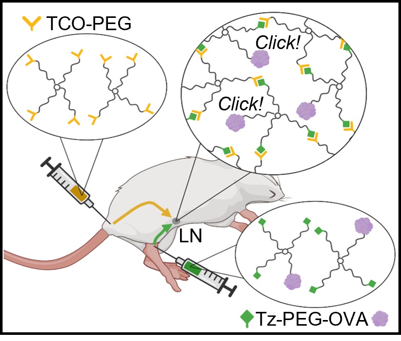 Check out a new paper from <a href="/erineuliano/">Erin Euliano</a> where she uses bioorthogonal click chemistry to spontaneously form antigen-loaded microgels within the lymph node and enhance the immune response! doi.org/10.1002/btm2.1…