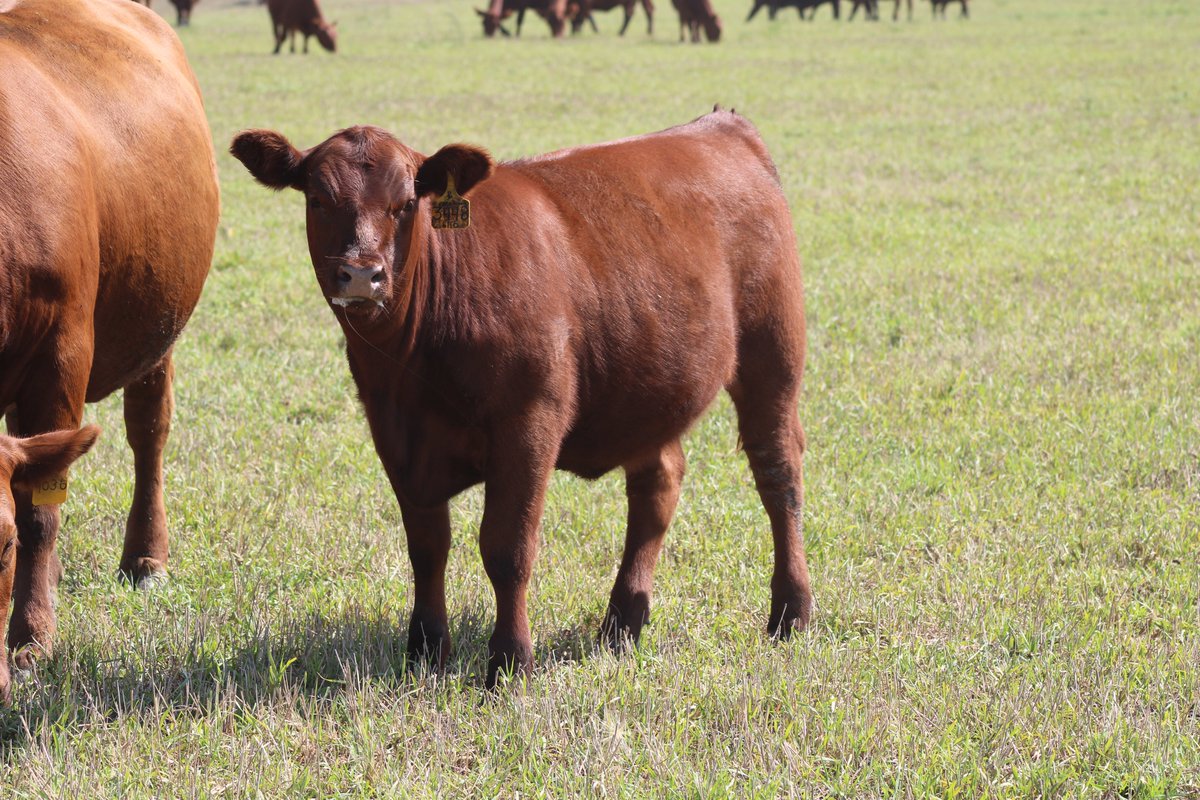 PrairieRedAngus's tweet photo. At Prairie Red Angus, we take pride in breeding top-quality Red Angus cattle. Our commitment to excellence ensures that you get the best genetics for your herd. Visit us at https://t.co/sXWPgnevtM to learn more about our cattle &amp; breeding philosophy. 🐂 #Prairie #RedAngus #Cattle https://t.co/0ao1fcHi13