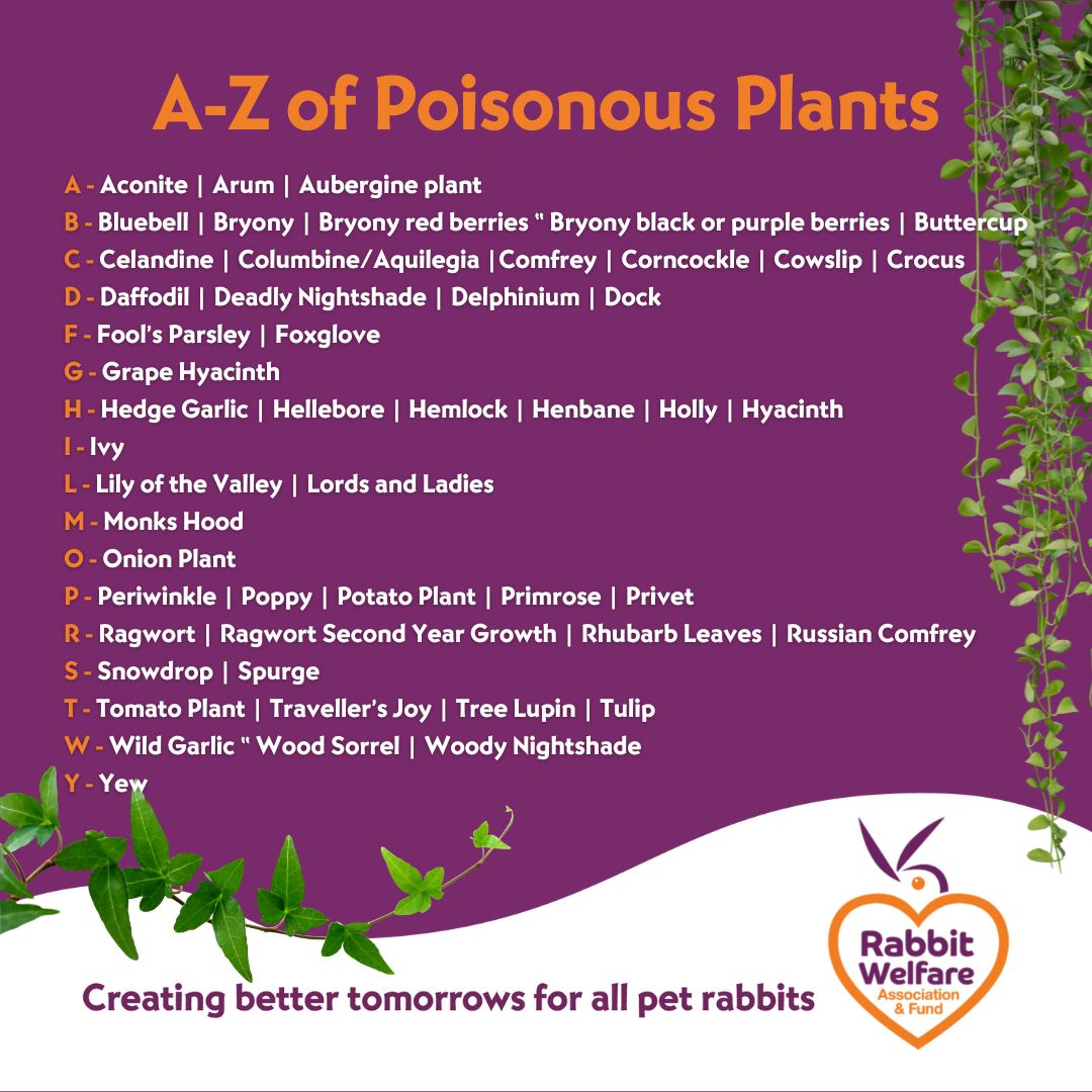 What plants are poisonous to bunnies? 🌿

We’ve compiled a handy list of the most common plants that are toxic to rabbits so that as rabbit owners you can be aware of what greenery you should be keeping your buns away from.

rabbitwelfare.co.uk/poisonous-plan…