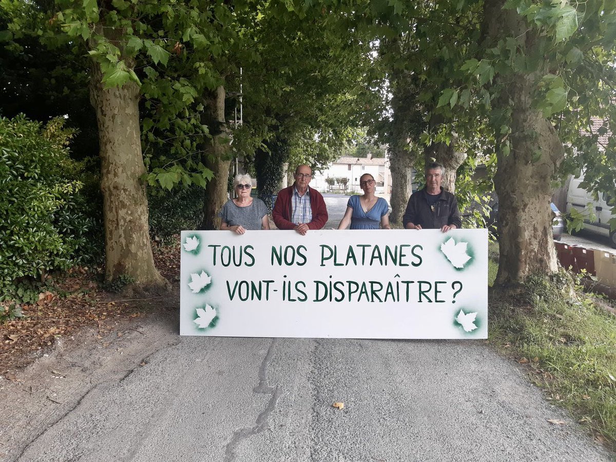 lebelinetois's tweet photo. 🔴 Belin-Béliet : des riverains dénoncent la coupe de plusieurs platanes, le maire évoque des risques sanitaires et de sécurité

🔗 https://t.co/6wNumeRHG5 https://t.co/gnIWagKWm6