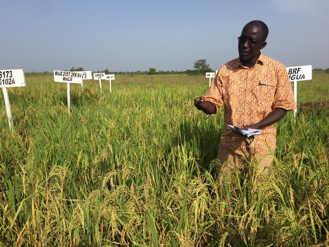 AdAdensa's tweet photo. Félicitations à Dr Moustapha Gueye de la 14eme promo de l'ENSA qui est nommé Directeur Général de l'ISRA par le @PR_Diomaye. Un acteur de la recherche agricole doté d'une rigueur scientifique sans commune mesure. Nous lui souhaitons plein de succès. #isra #DG #nommination https://t.co/2z3cuwI4IU