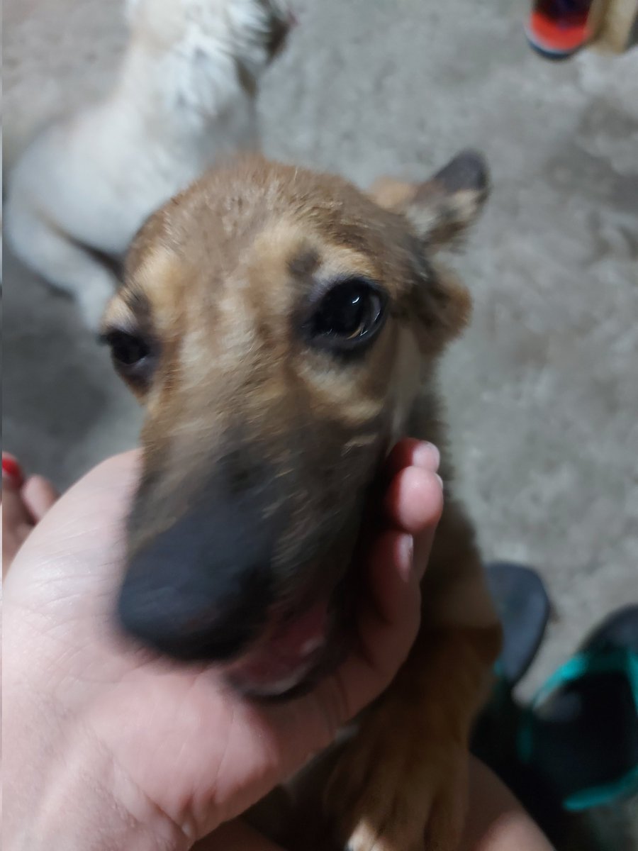 AnnInnocentFk's tweet photo. Naririnig ko na sasabihin ni Mama bukas

"Ang sabi ko magbawas ng aso, nag dagdag nanaman kayo. Isang araw lang akong umalis" 

Hehehe, sorry, Ma. Cute naman siya 🥹 https://t.co/sFqoXoevw2