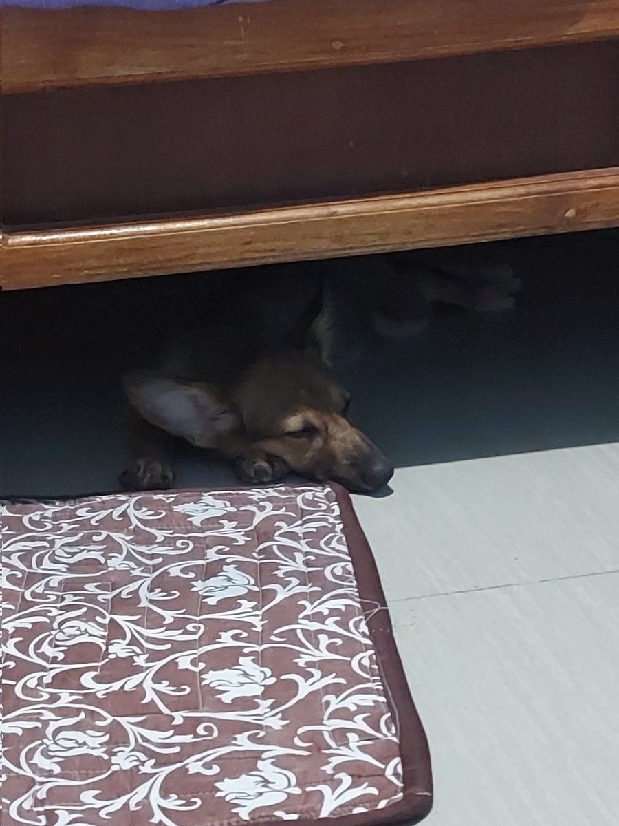 AnnInnocentFk's tweet photo. Naririnig ko na sasabihin ni Mama bukas

"Ang sabi ko magbawas ng aso, nag dagdag nanaman kayo. Isang araw lang akong umalis" 

Hehehe, sorry, Ma. Cute naman siya 🥹 https://t.co/sFqoXoevw2
