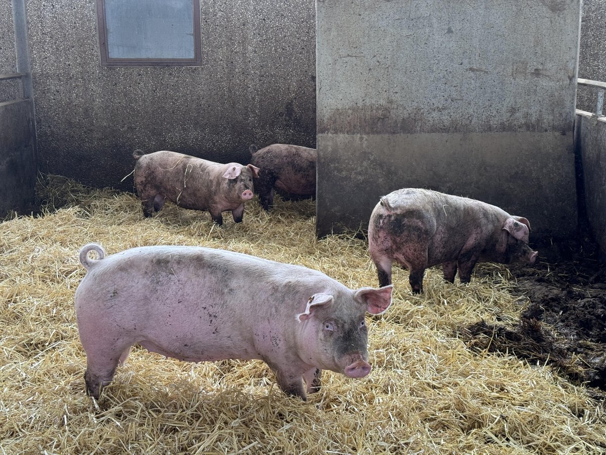 Gent hosted EU agricultural journalists and innovators from July 8th to 10th as part of the Horizon EU-FarmBook project, discussing knowledge transfer and reporting agricultural innovations at Gent University.

enaj.eu/agricultural-j…