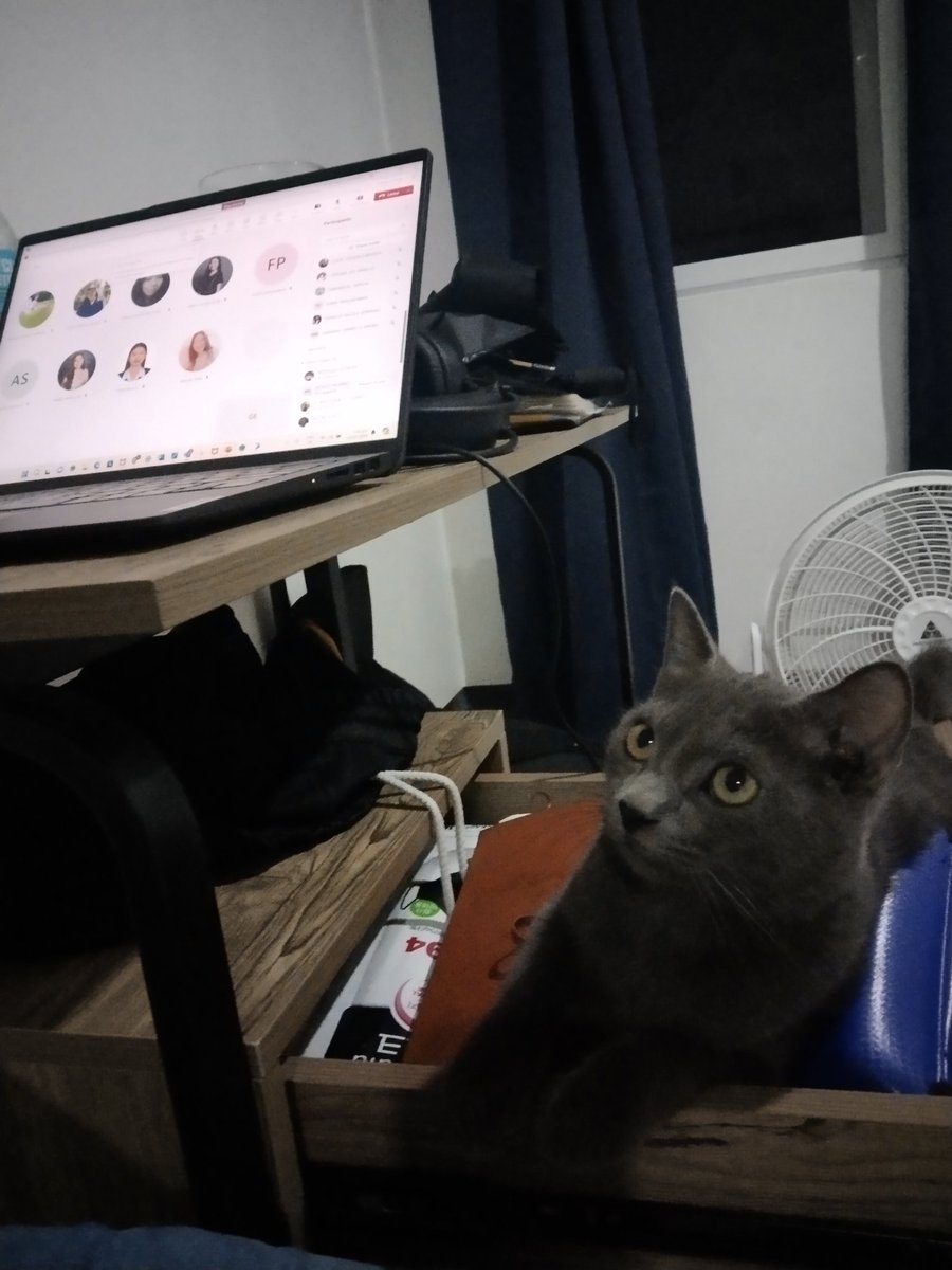 glennfunnel's tweet photo. My support system 🐈‍⬛🐈‍⬛ listening to daddy discuss valuation 🤣🤣 https://t.co/WHoJ85JOFn
