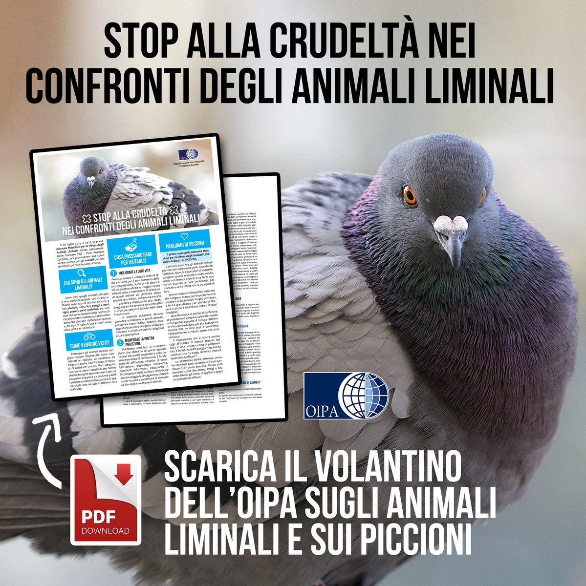 OIPAItalia's tweet photo. Oggi, 20 luglio 2024, si celebra la prima Giornata Mondiale per la Difesa degli Animali Liminali. Ma cosa sono gli animali liminali? E come fermare la crudeltĂ nei loro confronti? Scopri di piĂč đhttps://t.co/q40S4i27sP https://t.co/ar3BVgyK0A