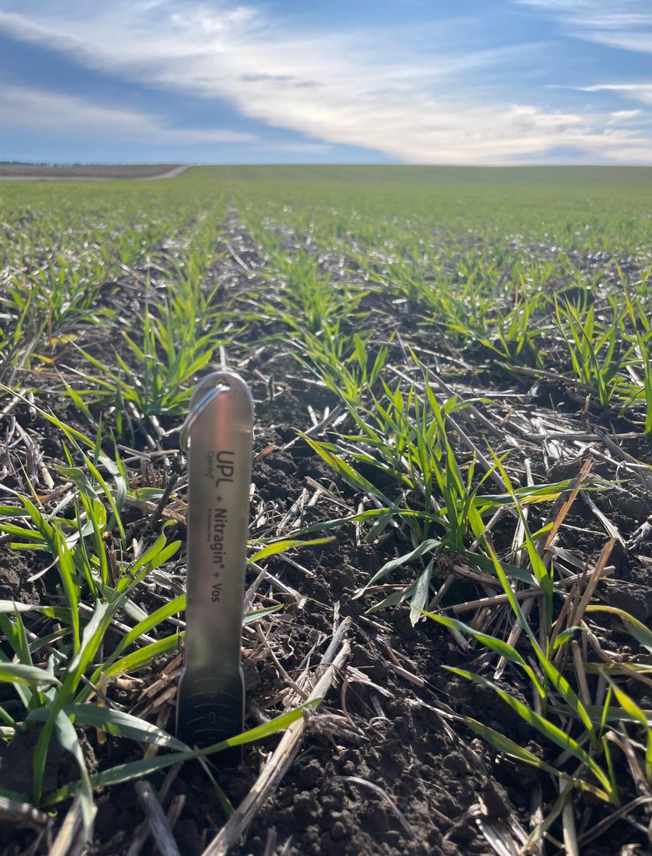UPLArgentina's tweet photo. En Otamendi (BA), las #BiosolucionesUPL potencian los cultivos de fina ✅
Conocé y mirá este carrusel con imágenes del trigo y cebada creciendo gracias al efecto de BIOZYME TF, nuestro tratamiento biológico de semillas que garantiza un nacimiento acelerado y homogéneo. 

Rápido y con excelentes resultados 💪💪

Las #BiosolucionesUPL completan un amplio portfolio de NPP- Natural Plant Protection, nuestra división de productos de origen natural. Conocé más en https://t.co/8HpiPORRww