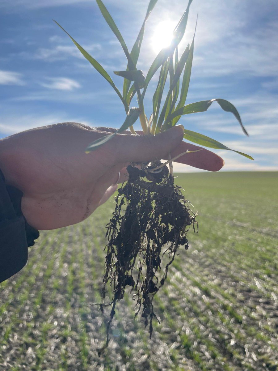 UPLArgentina's tweet photo. En Otamendi (BA), las #BiosolucionesUPL potencian los cultivos de fina ✅
Conocé y mirá este carrusel con imágenes del trigo y cebada creciendo gracias al efecto de BIOZYME TF, nuestro tratamiento biológico de semillas que garantiza un nacimiento acelerado y homogéneo. 

Rápido y con excelentes resultados 💪💪

Las #BiosolucionesUPL completan un amplio portfolio de NPP- Natural Plant Protection, nuestra división de productos de origen natural. Conocé más en https://t.co/8HpiPORRww