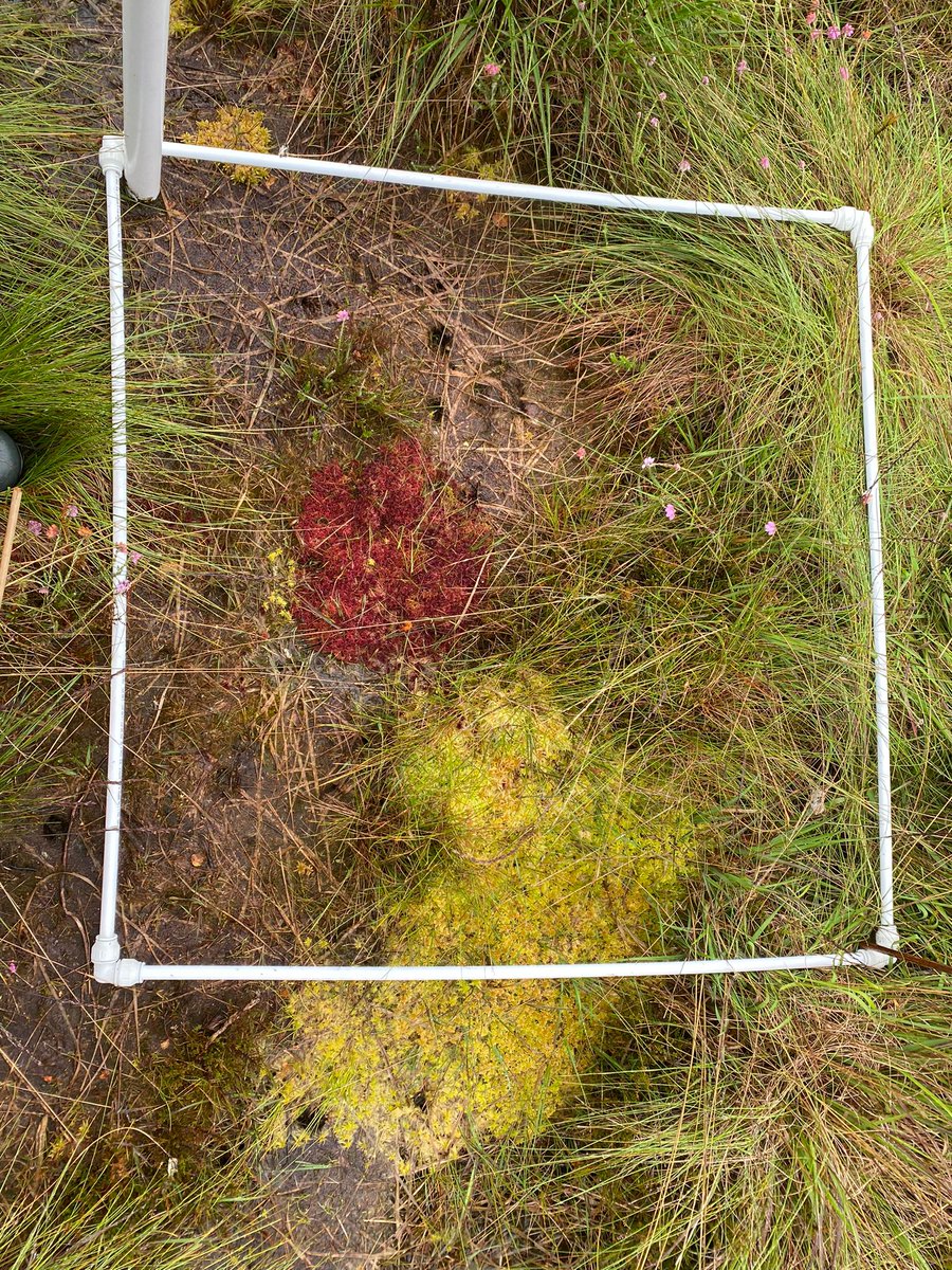 CarbonCentre's tweet photo. Welcome to #Friday and our #WeekInReview!

Phoebe and Kerry have been at Moss of Cree to check on the dipwells and assess sphagnum abundance using quadrats. Kerry has been gathering ideas for her performative drawing event for #WorldBogDay - all the way up in Shetland! https://t.co/JCcRNa61hP