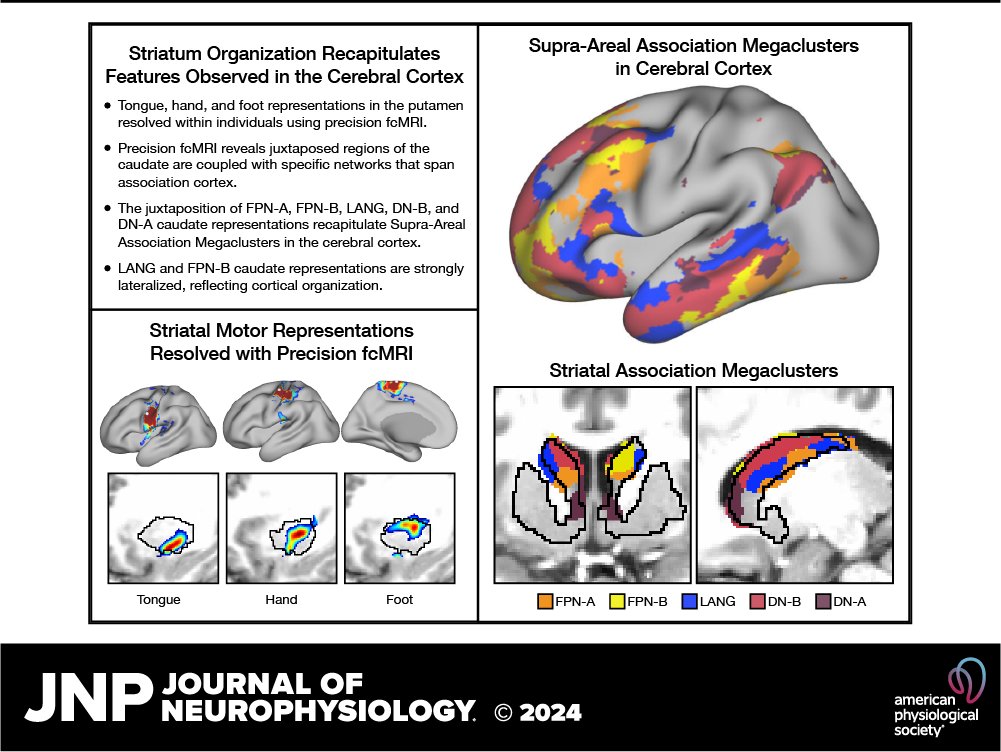 JNeurophysiol's tweet photo. #OpenAccess Neuroimaging research reveals intricate organization of caudate and its connections to cortex, expanding our understanding of brain circuits.

🔓https://t.co/zJYbkO9zaA
@jingnandu049 @NoamSaadon #AssociationCortex #fMRI #Striatum #FunctionalConnectivity #BasalGanglia https://t.co/IdT2XgGg3k