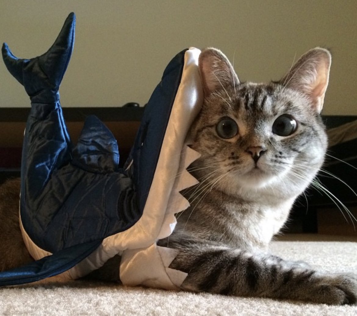Am I a cat or am I a shark? 😂
🦈🐱