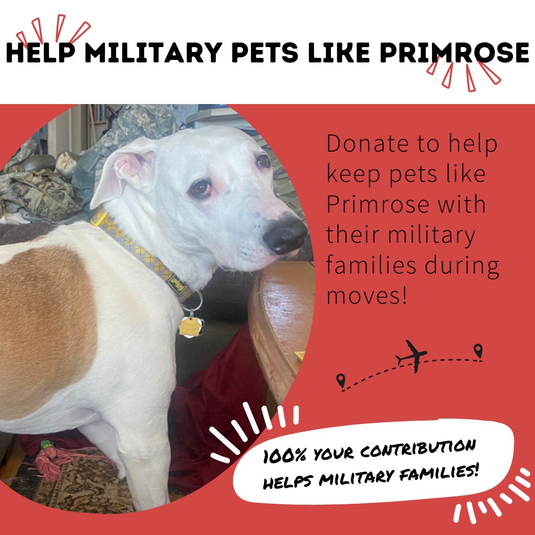 DogsonDeploymnt's tweet image. Meet Primrose, a beloved dog of an Army family who is PCSing to Germany. Dogs on Deployment is committed to helping military families like Primrose’s, but we need your support to make it happen. bit.ly/donor-corps

#DogsonDeployment #MilitaryPets #MilitaryPCS