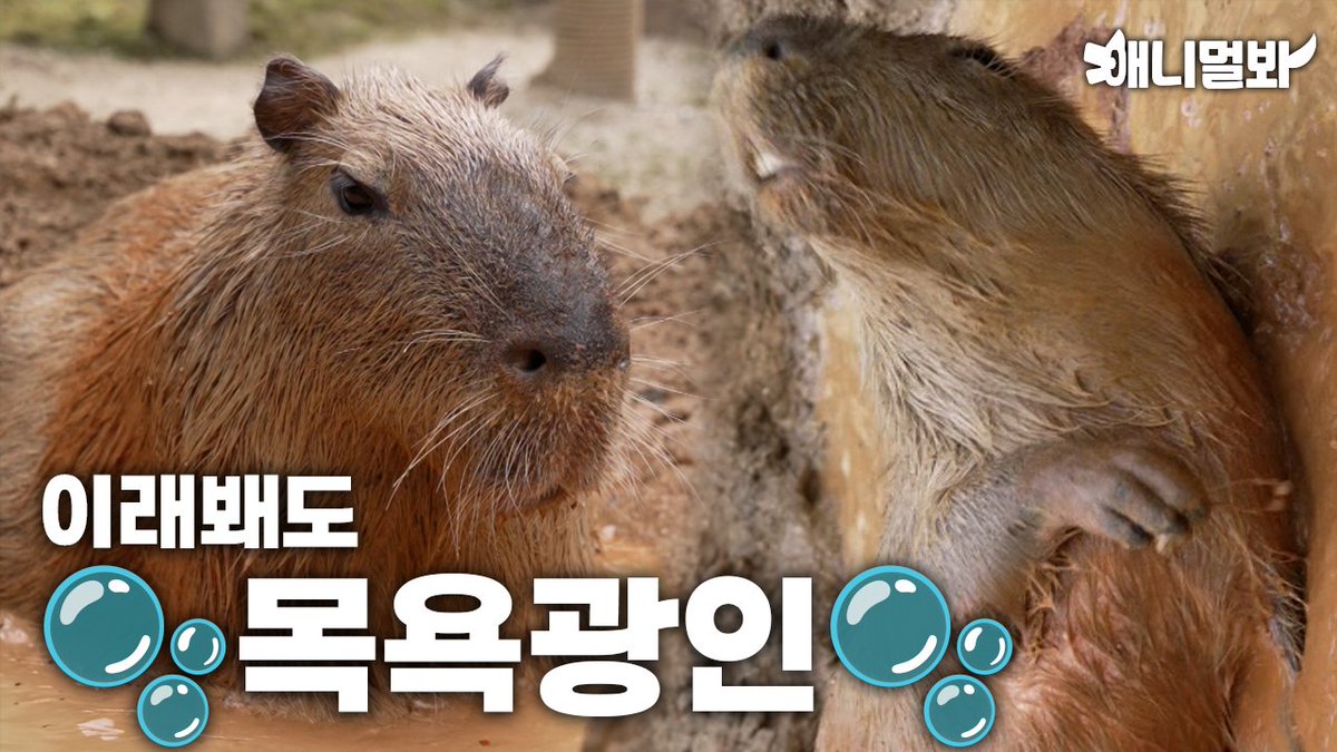 sbsyang's tweet photo. 올 여름은 너무 더워! 멀리서 물 건너온 카피바라의 여름 필수템 대공개 #애니멀봐
👀📷 Full ver. https://t.co/Przu3w95RS
📷📷 Follow @sbsyang
#카피바라 #동물원 #동물여름 #여름바캉스 #카피바라동물원 #진흙목욕 #Capybara #Zoo #AnimalSummer #ZooSummer #SummerVacation #MudBath https://t.co/tKdedl0gku