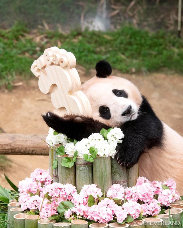 panda_fubao's tweet photo. 푸바오 생일축하해
#영원한_나의아기판다_생일축하해
#푸바오는_처음부터_해피엔딩이었어
#Happy4thBday_Fubao
#Happy_FUBAO_Day
푸바오의 모든 순간을 응원해 https://t.co/hvpedu0Tu1