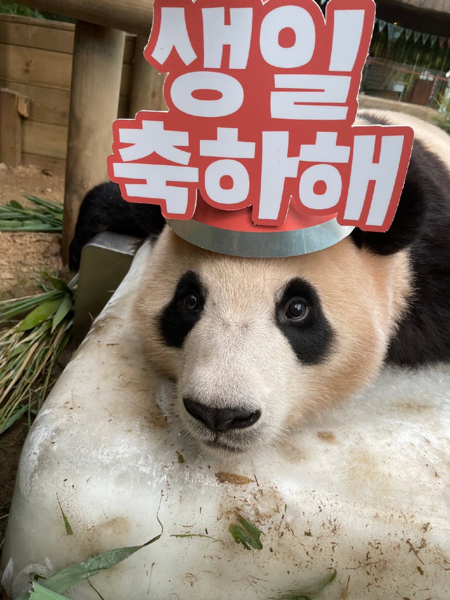 bbangda0's tweet photo. 푸바오 생일축하해
#영원한_나의아기판다_생일축하해
#푸바오는_처음부터_해피엔딩이었어
#Happy4thBday_Fubao
#Happy_FUBAO_Day
사랑하는 우리푸바오 너의 탄생은 정말이지
축복 그자체란다 우리에게 와주어서 너무 고마워 https://t.co/t1Pazm9mHM
