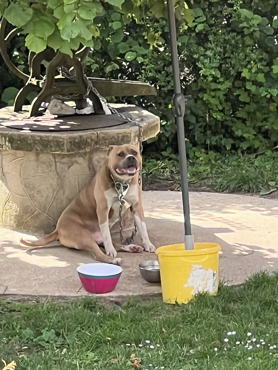 Bon la police vient de passer merci énormément et c’est affreux, le chien n’avait pas d’eau et ni à manger alors que dehors il fait 32 degrés.
Sa laisse été bloqué donc aucun moyen d’accéder à la gamelle, j’ai a réussi à lui donner de l’eau fraiche et ce soir on lui donnera à