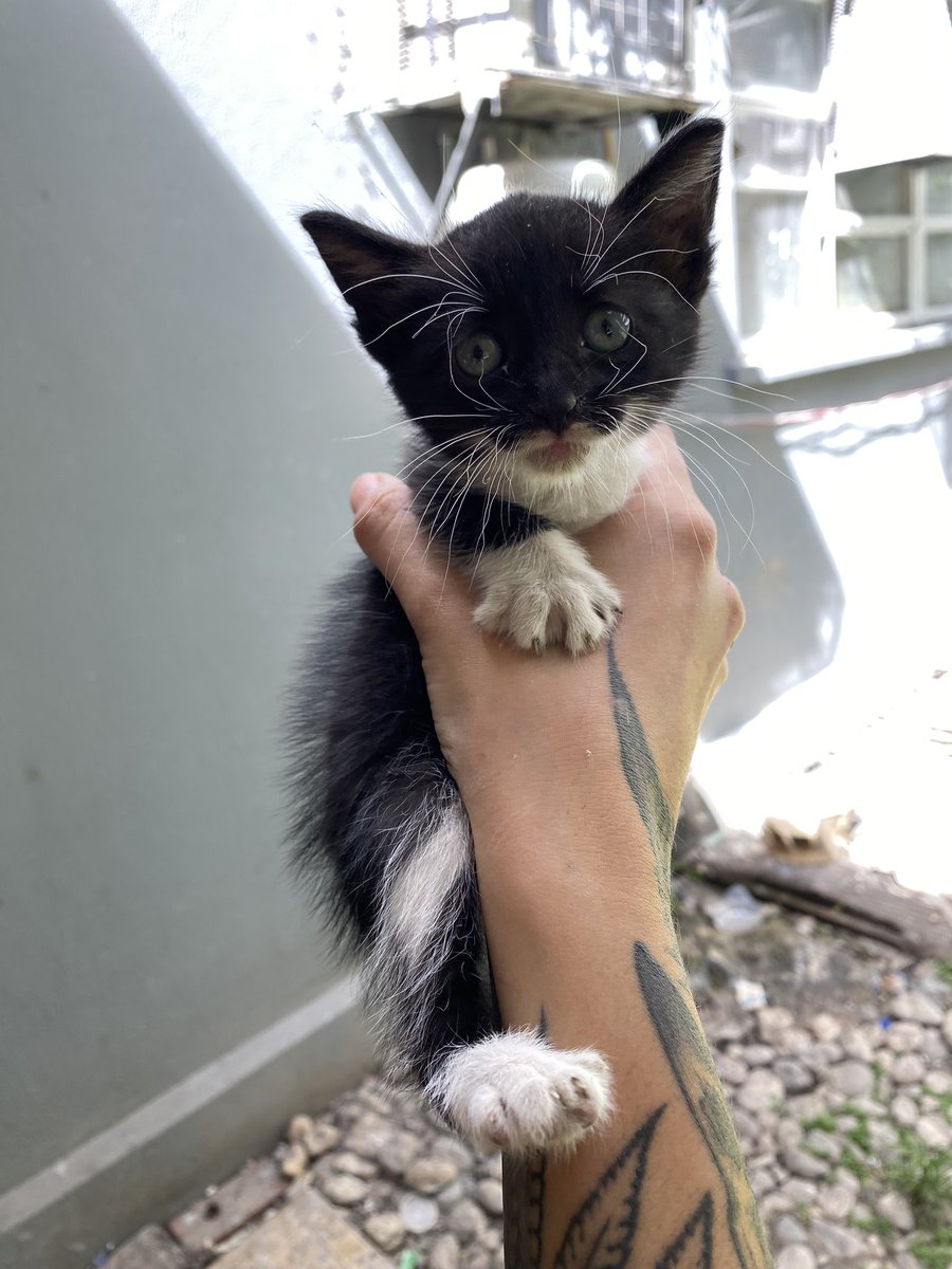 DreiGatitos's tweet photo. URGENTE 

Hay alguien en Caracas que pueda adoptar a este gatito? Temporal o definitivo 😭 está solito en el hospital universitario y corre peligro de ser pisado, es muy chiquito 

Por favor RT
Si hay alguien interesado puede enviarme un mensaje al 04126114033 https://t.co/4AF0zYPuJt
