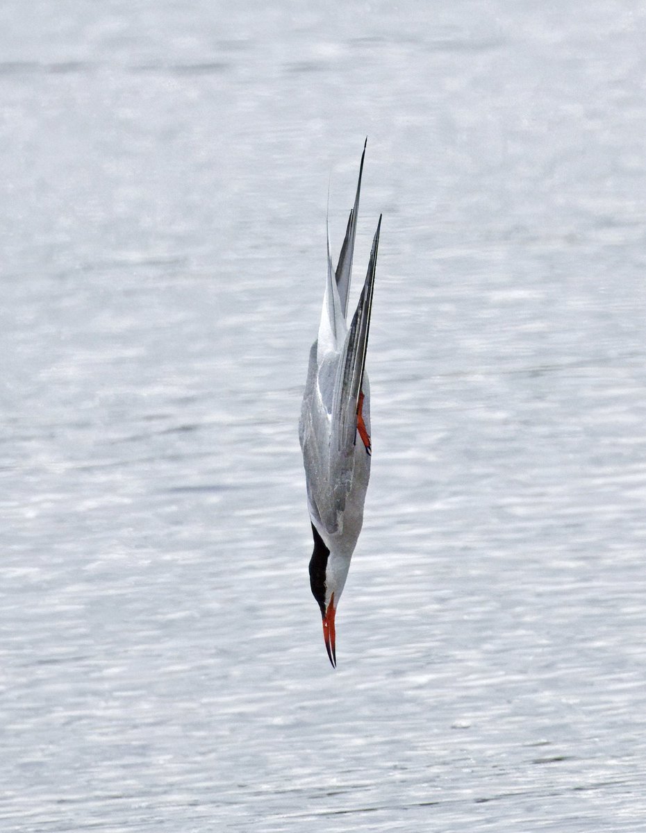 stormcabbirds tweet media