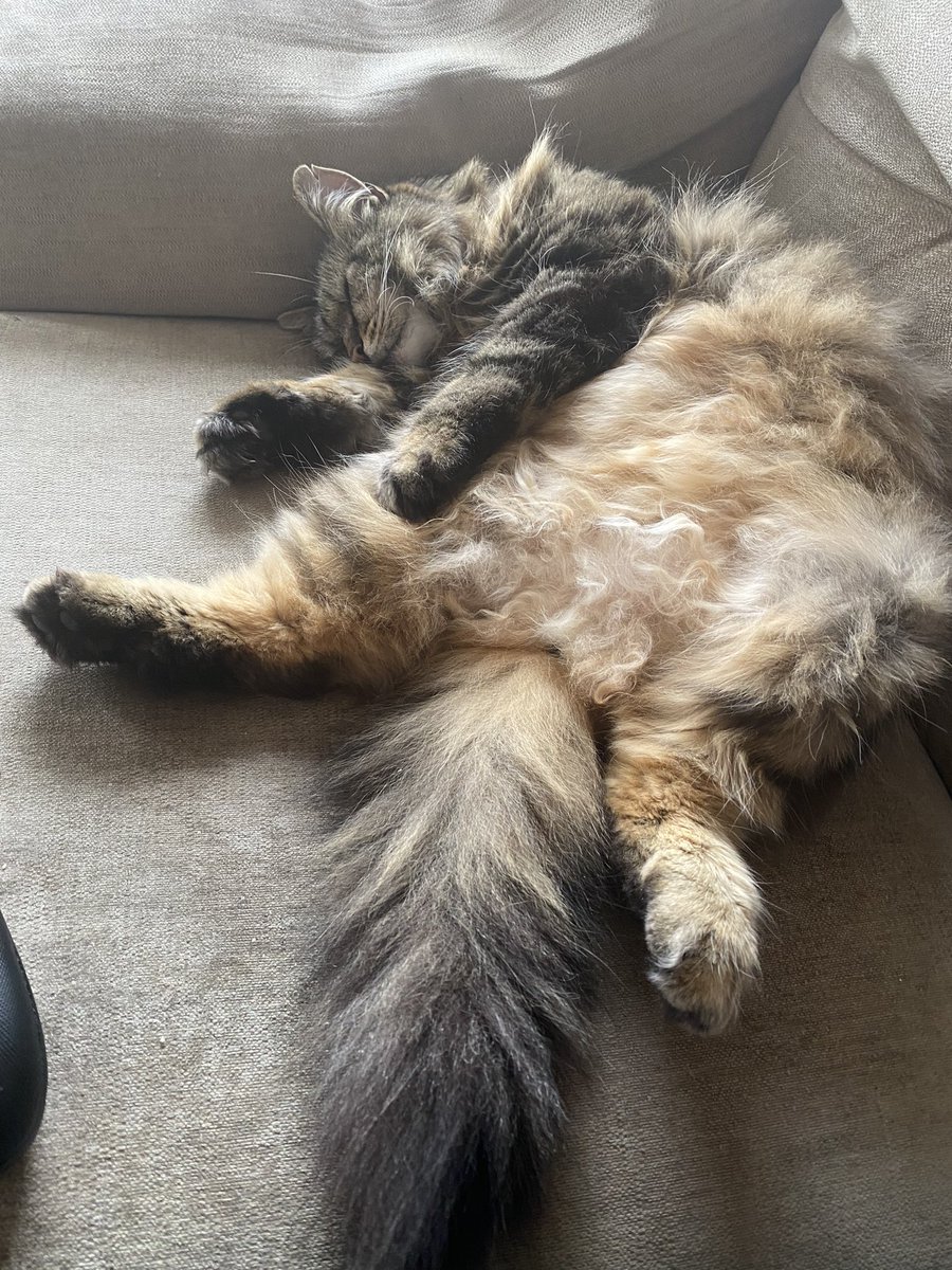 Fuck it Flat Fuck Friday #FFF #flatfuckfriday #CatsOfTwitter