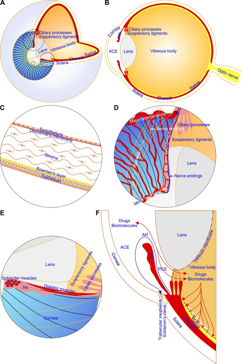 physiolrev's tweet image. In this grounding breaking review Yang et al show how #ACE technology can be used to model human diseases with human cells, tissues, &amp;amp; organs engrafted in immunodeficient mouse recipients. 

Click below to learn more:
doi.org/10.1152/physre…

#eye #microimaging