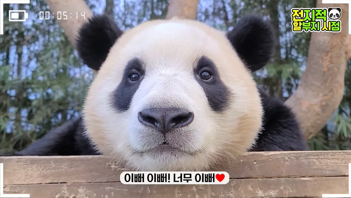 ymlovegod113's tweet photo. #영원한_나의아기판다_생일축하해
#푸바오는_처음부터_해피엔딩이었어
#Happy4thBday_Fubao
#Happy_FUBAO_Day

푸바오의 판생 앞으로도 쭉 응원할께!
푸바오 생일축하해 https://t.co/H9kdQEPRHQ