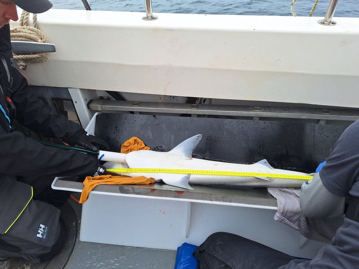DanWMont's tweet image. Field week 1 of #TopeSIARCProject is a wrap!
With the help of local fishers we deployed all 20 acoustic receivers for our array and tagged the first 4 tope for our study. Excited to get more tags out soon! @ProjectSIARC @ACA_PLAS_SAC @RS_Aqua @Innovasea #trackingnotslacking