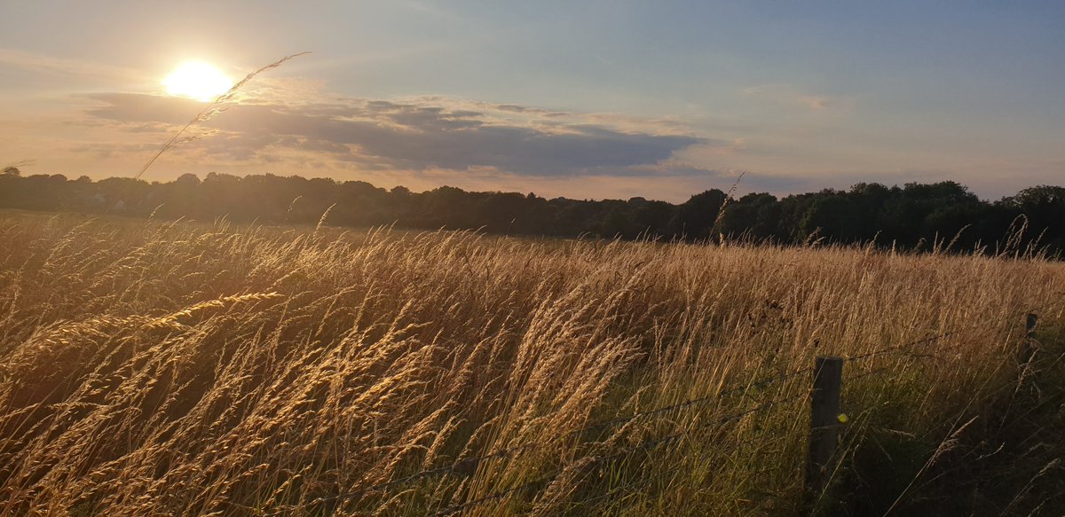 LoofyBom's tweet photo. Thank you @oaklandscollege. Just enjoyed a circular evening walk around your beautiful biodiverse meadows. https://t.co/HTXndO9wZv