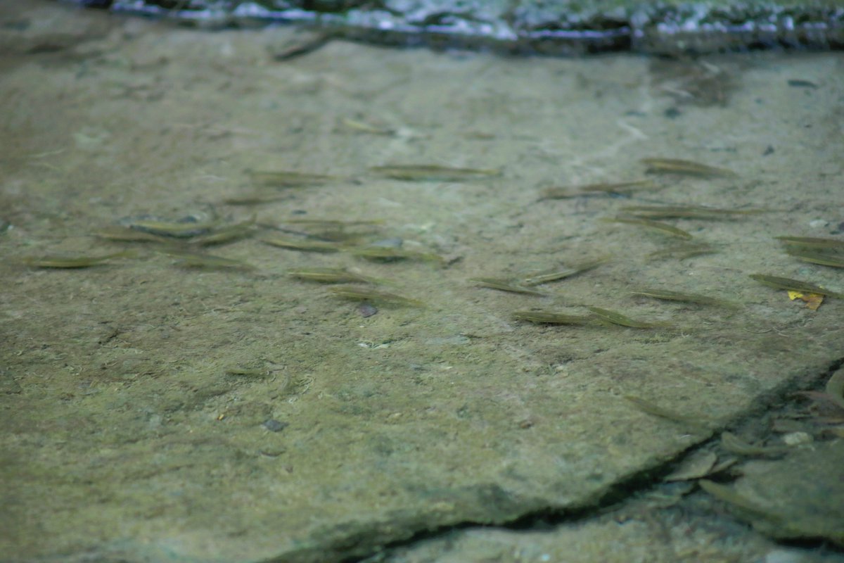 westchestertwp's tweet photo. Go for a weekend hike along the creekside, wooded trails at Keehner Park this summer! https://t.co/1E1h0NHkDC https://t.co/jjIImVdoDp