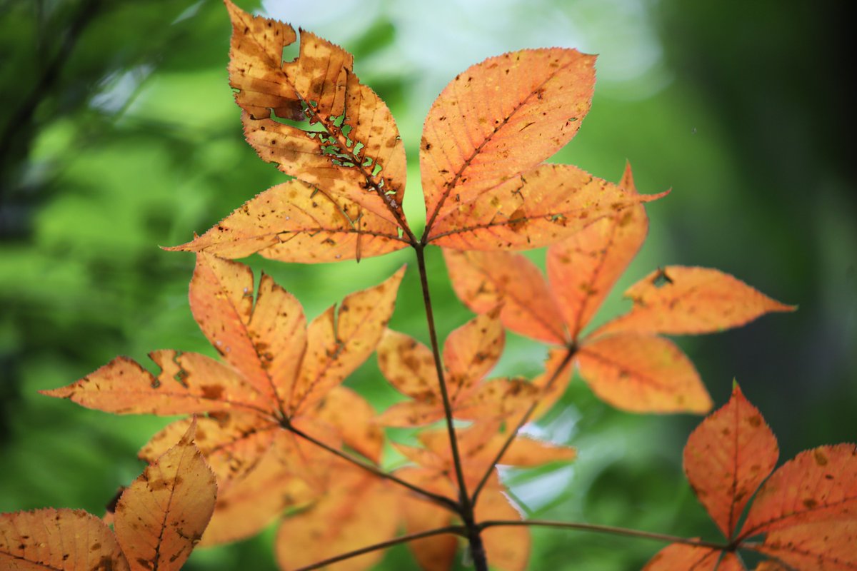 westchestertwp's tweet photo. Go for a weekend hike along the creekside, wooded trails at Keehner Park this summer! https://t.co/1E1h0NHkDC https://t.co/jjIImVdoDp