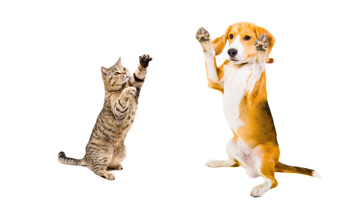 refreshmiami's tweet photo. Paws up if you like this news: https://t.co/1VzGi4bFVM launches $35M early-stage venture fund for pet startups.

Don't miss out, keep reading here: https://t.co/uVVWTiS10J https://t.co/waeHliPP4Q