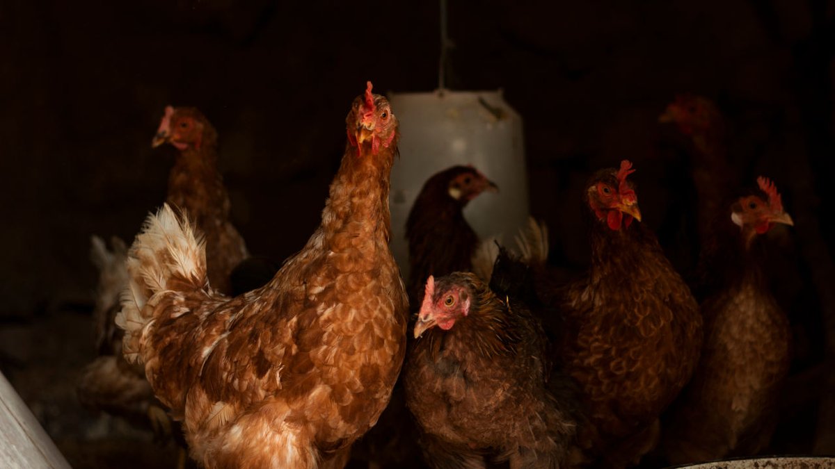 Dinheirama's tweet image. Brasil suspende exportação de frango após doença de Newcastle, diz ABPA
dinheirama.com/brasil-suspend…
#frango #exportacoes #agronegócio #abpa